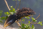 Warty newt (Triturus cristatus), Forêt de la Reine, Lorraine, France
