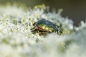 Green Rose Chafer (Cetonia aurata) on Common hogweed (Heracleum sphondylium) flower head, Loire-Atlantique, France