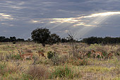 A male impala (Aepyceros melampus) with its females, Savuti, Chobe National Park, Botswana.