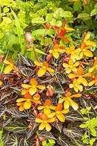 Begonia 'Glowing Embers' in pot