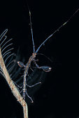 Red-stripe Skeleton Shrimp (Protella similis) on Hydroid (Hydrozoa Class), night dive, Seraya Beach Resort house reef, Karangasem, Bali, Indonesia