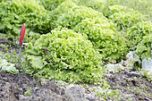Vegetable gardens, summer vegetables, salad plants, Jardins d'Alsace, Haut-Rhin, France