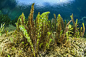 Aquatic vegetation in the basin of the Buèges spring, Hérault, France