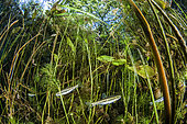 Minnows (Phoxinus phoxinus) in the basin of the Buèges spring, Hérault, France