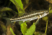Minnow (Phoxinus phoxinus) in the basin of the Buèges spring, Hérault, France