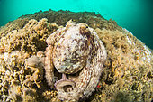 Common octopus (Octopus vulgaris), off Capbreton, Landes, France