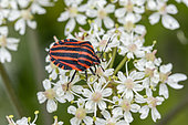 Red-and-black striped shieldbugs (Graphosoma italicum) on Hogweed (Heracleum sphondylium) flowers, Loire-Atlantique, France