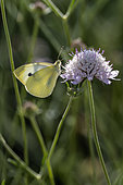 Small white (Pieris rapae) nectaring on Scabiosa flower, Bouches-du-Rhone, France