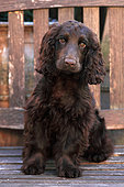 English cocker puppy sitting on a bench