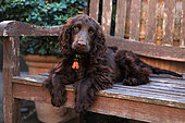English cocker puppy lying on a bench