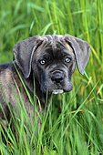 Portrait of a puppy Cane Corso in tall grass