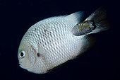 Reticulated Dascyllus (Dascyllus reticulatus) with Segmented Fish Isopod (Anilocra sp) parasite, Sebayor Kecil dive site, between Komodo and Flores Islands, Komodo National Park, Indonesia
