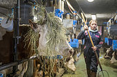 Vache Abondance venant de recevoir du foin sur la tête et jeune agricultrice dans une étable. Humour, La Clusaz, Haute-Savoie, France.