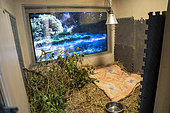Box for a large mammal with a television at the wild animal care centre of the association L'Hirondelle. The association takes care of all wild birds and mammals in distress with the aim of releasing them into their natural environment, Saint Forgeux, Rhone, France