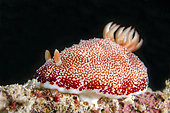 Reticulated Nudibranch (Goniobranchus reticulata), night dive, Keruo Island dive site, Near Penemu Island, Raja Ampat, West Papua, Indonesia
