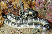 Chinese Sea Snake (Laticauda semifasciata) with cloudy eye as snake is approaching time to moult, Snake Ridge dive site, Manuk, Maluku, Banda Sea, Indonesia