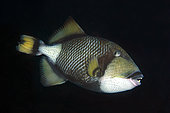 Titan Triggerfish (Balistoides viridescens), Yilliet Kecil dive site, Yilliet Island, Misool, Raja Ampat, West Papua, Indonesia