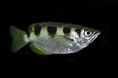 Banded Archerfish (Toxotes jaculatrix), Mangrove Ridge dive site, Yanggefo Island, Dampier Strait, Raja Ampat, West Papua, Indonesia