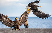 Steller's sea eagle (Haliaeetus pelagicus) and White-tailed eagle (Haliaeetus albicilla) on the pier in the port are fighting each other over prey. Shiretoko National Park. Shiretoko Peninsula. Hokkaido. Japan