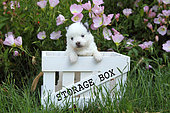 Pomsky puppy 1 month old standing in a box
