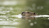European beaver (Castor fiber) swimming on the surface of a river, Alsace, France