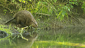 European beaver (Castor fiber) on the bank eating young shoots, Alsace, France