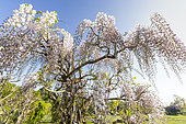 Chinese wisteria 'Flore Pleno', Wisteria sinensis 'Flore Pleno', in bloom