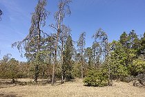 Scots pine (Pinus sylvestris), Dead pines, Drought damage, Climate change, Germany, Bavaria, Lower Franconia, Europe