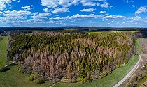 Climate Change Forest Dieback in the Harz Mountains Deutschland