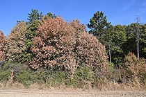 Withered field maple (Acer campestre), drought damage, climate change, Germany, Bavaria, Lower Franconia, Europe