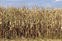 Corn, maize (Zea mays) field, dried out, withered, crop damage, heat, drought, water shortage, climate change, Hesse, Germany, Europe