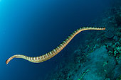 Chinese Sea Snake (Laticauda semifasciata) swimming around coral, Snake Ridge dive site, Manuk Island, Maluku, Banda Sea, Indonesia