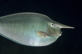 Palefin Unicornfish (Naso brevirostris) with rostral protuberance, Yilliet Kecil dive site, night dive, Yilliet Island, Misool, Raja Ampat, Indonesia