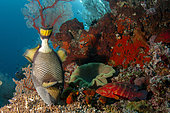 Titan Triggerfish (Balistoides viridescens) eating coral with Red Coral Grouper (Cephalopholis miniata), Andiamo dive site, Dara Island, Misool, Raja Ampat, Indonesia