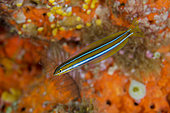 Bluestriped Fangblenny (Plagiotremus rhinorhynchos), Sardine Reef dive site, Dampier Strait, Raja Ampat, Indonesia