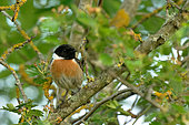 Siberian Stonechat (Saxicola torquata) on a branch on the banks of the Vauvise, a tributary of the Loire, Cher, France