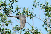 Common Cuckoo (Cuculus canorus) in flight over a branch of the Loire, France