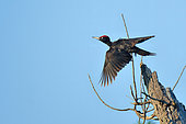 Black woodpecker (Dryocopus martius) taking off a dead tree on the banks of the Loire, Nièvre, France