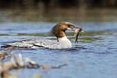Merganser (Mergus merganser) female with a Fallfish (Semotilus corporalis) in her beak. La Mauricie National Park. Province of Quebec, Canada.