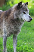 Northwest territories wolf (Canis lupus mackenzii) captive, Isere, France
