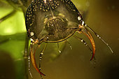 Great diving beetle (Dytiscus marginalis) larva in a pond, city of Couffy, Loir et Cher, France