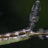 Lower part of an Damselfly nymph (Coenagrion sp) in a pond, Couffy, Loir et Cher, France