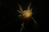 Young Northern crested newt (Triturus cristatus) waiting in a pond, Couffy, Loir et Cher, France