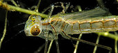 Damselfly nymph (Coenagrion sp) on an aquatic plant leaf in a pond, just after moulting, Couffy commune, Loir et Cher, France