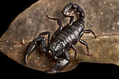 Guyana Dwarf Black Scorpion (Brotheas granulatus)