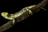 Solomon Islands skink (Corucia zebrata)