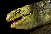 Solomon Islands skink (Corucia zebrata)