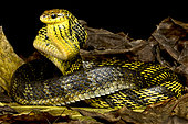 Yellow-bellied puffing snake (Pseustes sulphureus)