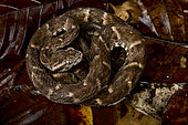 fer-de-lance (Bothrops atrox)