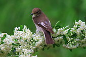 Pied flycatcher (Ficedula hypoleuca) male on a flowered branch, Isere, France